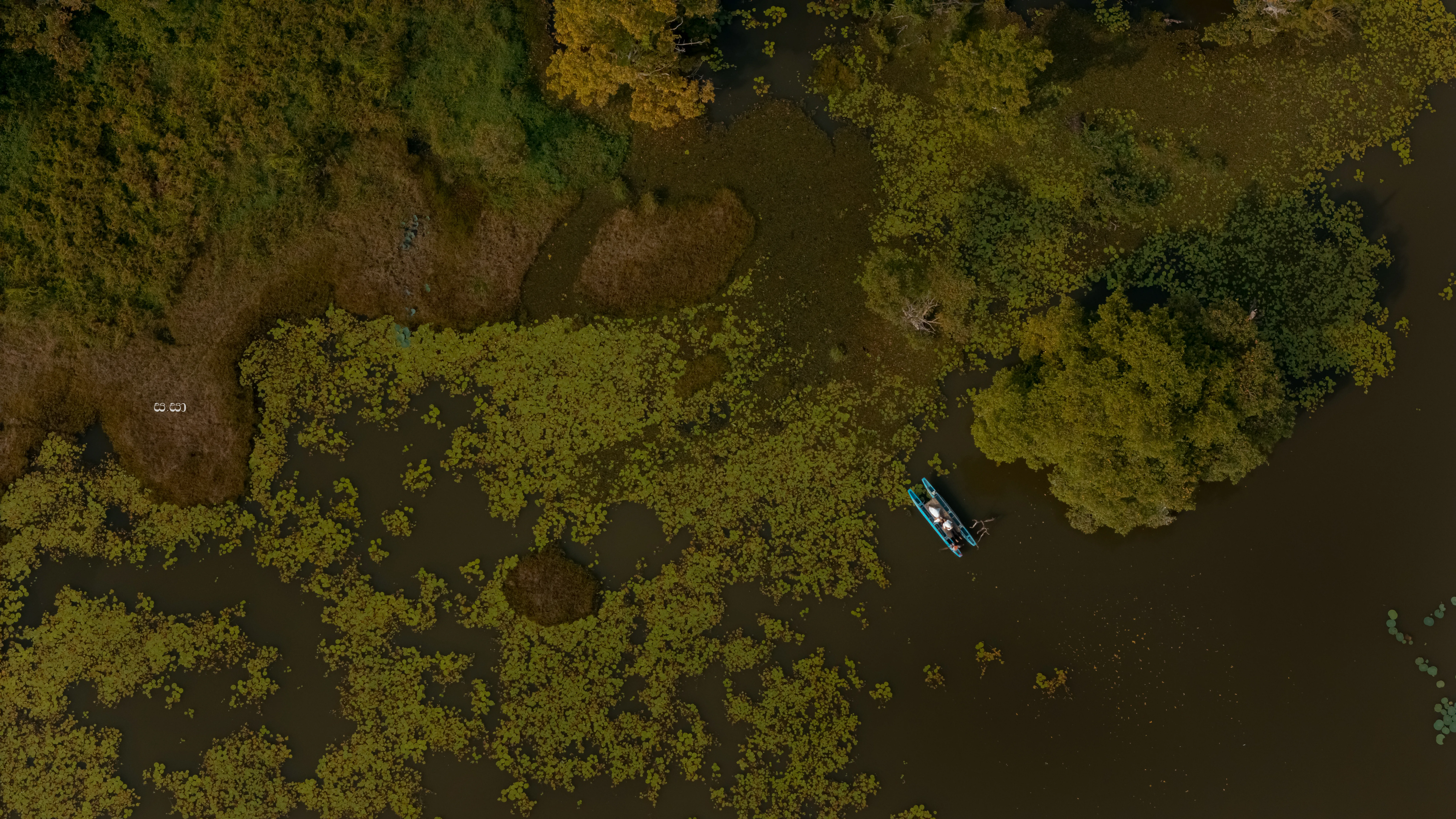 An aerial view reveals the boat within a dense mosaic of green lotus leaves.
