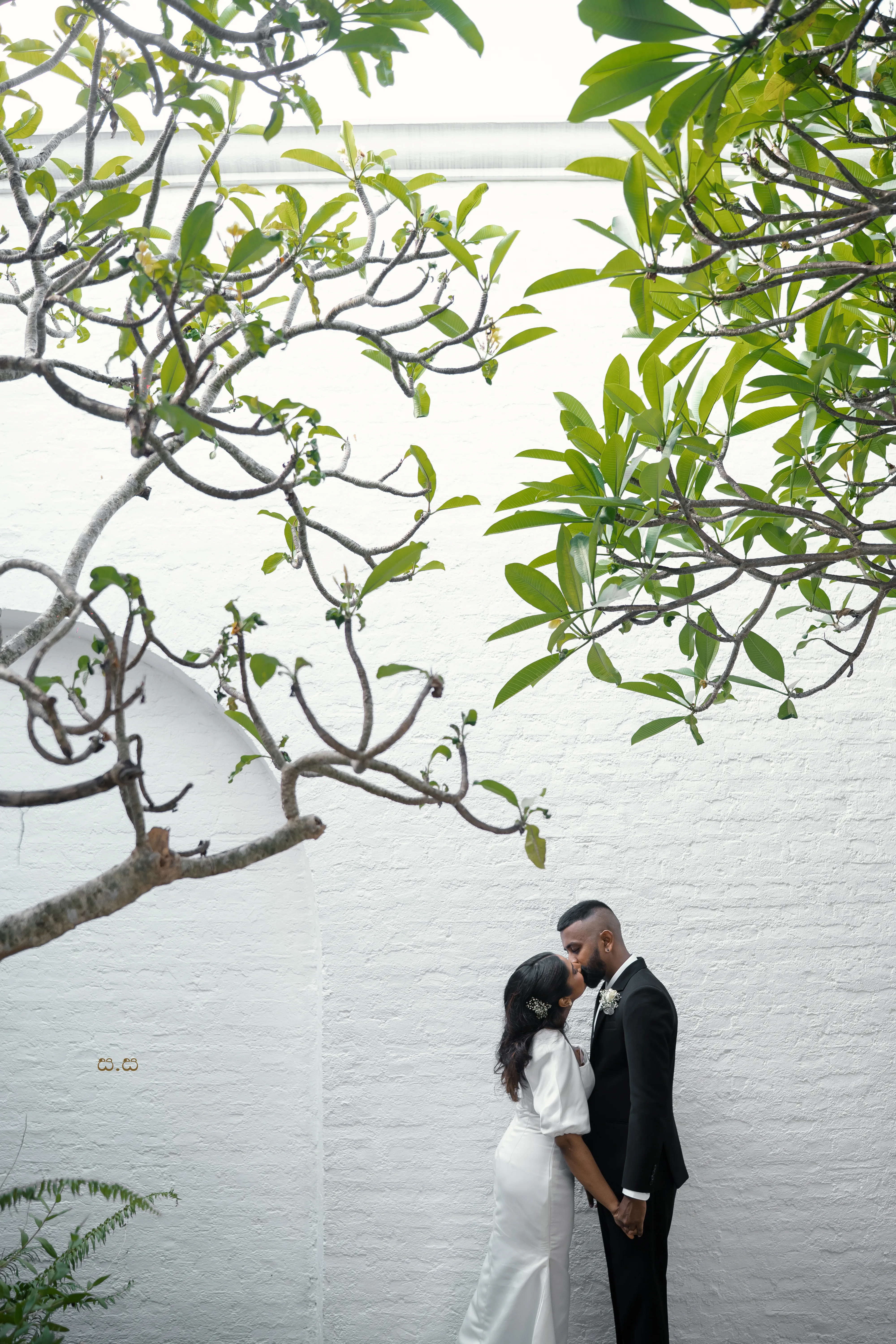 Sunlit frangipani branches form a quiet green interlude in the wedding story.
